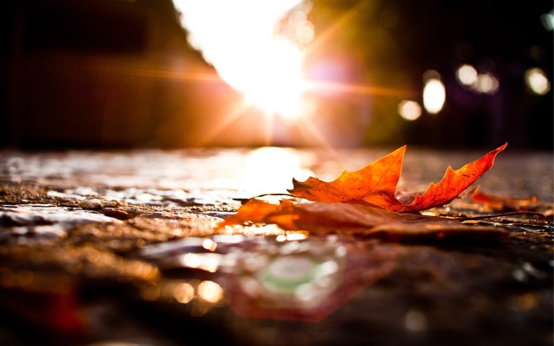 wood - Material, plant, change, leaf, season, fall, no People, sun, backgrounds, decoration, leaves, worms eye view, plant part, sky, multi Colored, dried