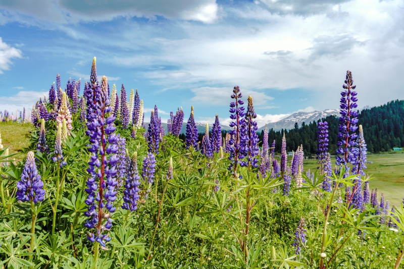 no people, 5K, sky, spring, landscape, violet, purple, lavender colored, flora, vulnerability, iris, kashmir, day, beauty in nature, fragility, lupin