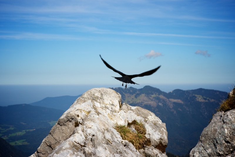 Chiemgauer Alpen, sing, aerial photograph, Bayern, moutain, birds fly, bird, animal, photograph, Tame, aerial, Mountain, dom, wildlife, Freiheit, Vogel
