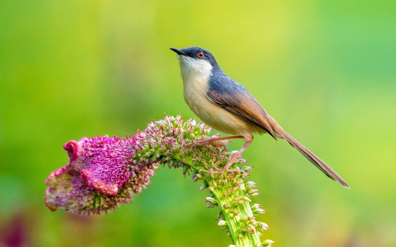 animals in the wild, flower, pollination, beauty in nature, no people, lives, animal themes, lanka, socialis, bird, animal wildlife, day, flower head, ashy