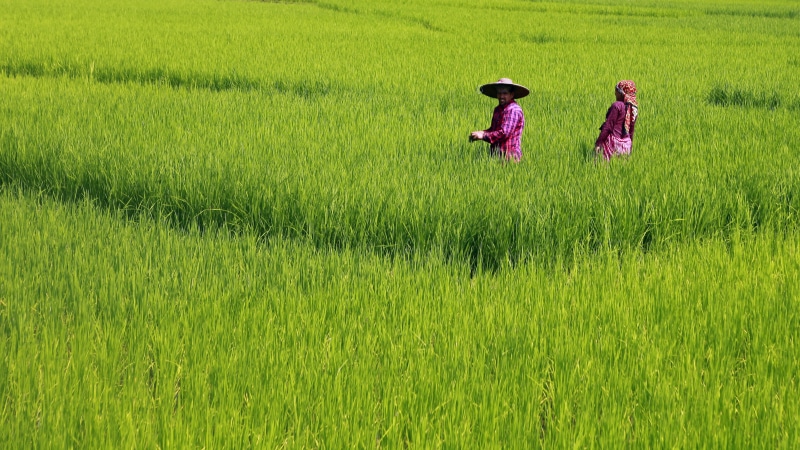 grass, clothing, agriculture, crop, nepal, women, outdoors, field, landscape, rural scene, rice paddy, adult, three quarter length, growth, real people