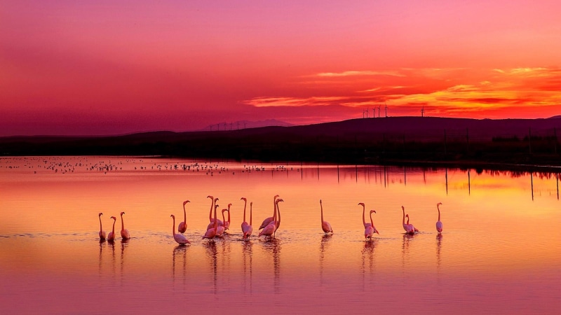lagoon, europe, reflection, red sky, flamingo, sunset, dusk, afterglow, 1080P, pink sky, pond, birds, france, water, palavas les flots, calm, horizon