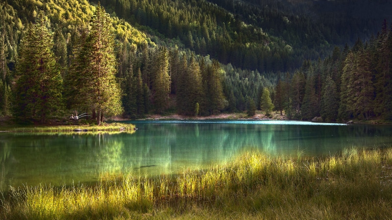 4K, green color, small, forest, lac, coniferous tree, alpin, hd, grass, water, ultra, tree, scenics - nature, growth, area, lake, laptop, tranquility