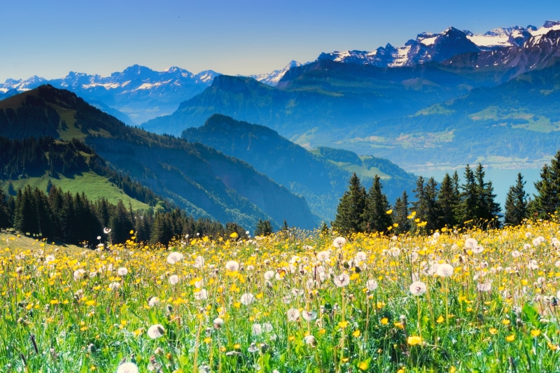 mountain range, tree, rigi, tranquility, flower, non-urban scene, beauty in nature, plant, 5K, flowering plant, springtime, outdoors, mountain, tranquil scene