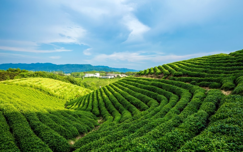 blue, white, field, nature, no people, agriculture, green color, tea, garden, alpine, scenics - nature, landscape, tea crop, beauty in nature, tranquility