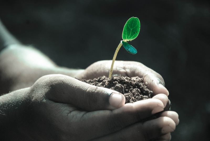 dirt, 4K, planting, new life, sapling, seedling, hand, tree, growth, small, focus on foreground, one person, plant, care, person, finger, soil, plant part