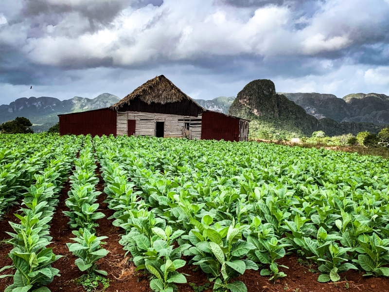outdoors, nature, building exterior, mountain, cloud - sky, agriculture, growth, built structure, scenics - nature, sky, plant, animal, hut, rural, bird