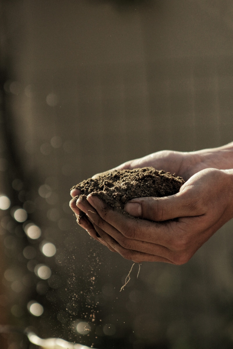 finger, human hand, hand, vertebrate, soil, lifestyles, land, dirt, 5K, care, real people, carrying, holding, outdoors, bokeh, animal wildlife, person
