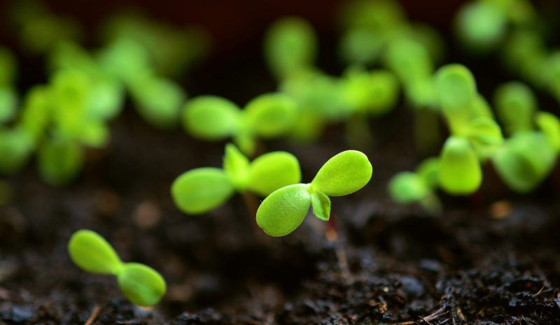 grow, growing trays, dirt, nature, no people, beauty in nature, plant part, selective focus, plant, fragility, close-up, outdoors, food, vegetable, green