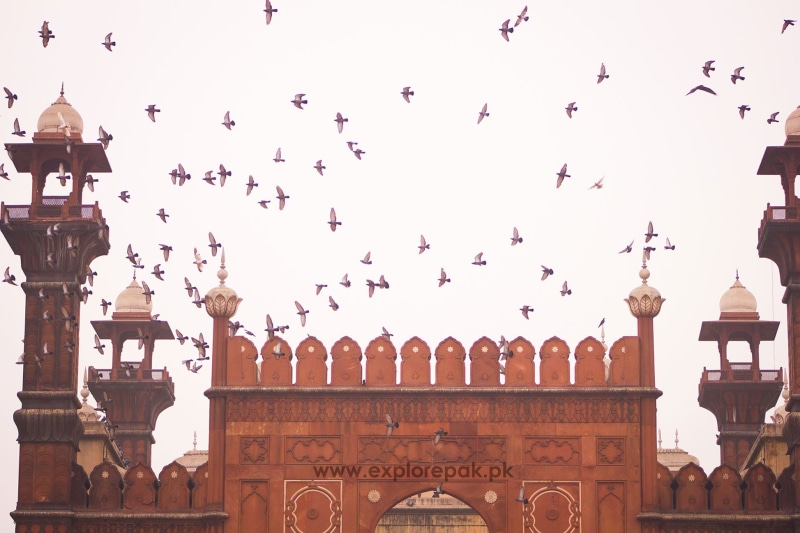 flying, flock of birds, sky, architecture, 1080P, building exterior, animals in the wild, animal wildlife, built structure, bird, Pakistan, day, history