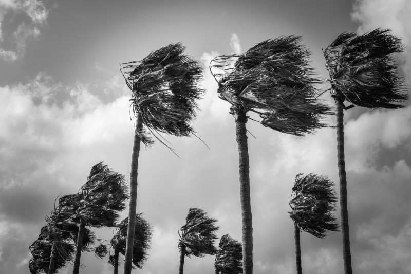 close-up, plant, growth, tranquility, focus on foreground, storm, weather, low angle view, hurricane, tropical climate, nature, tree trunk, wind, cloud - sky