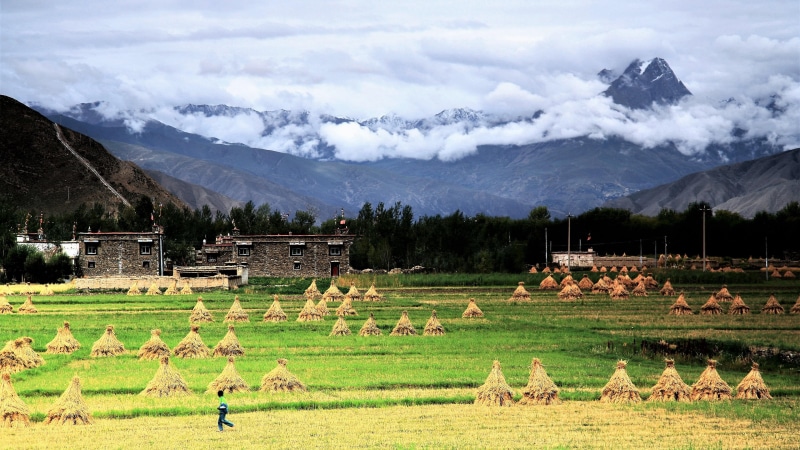 rural scene, plant, asia, wilderness, life, nature, village, farm, tranquil scene, beauty in nature, mountainous landforms, highland, mountain range, grassland