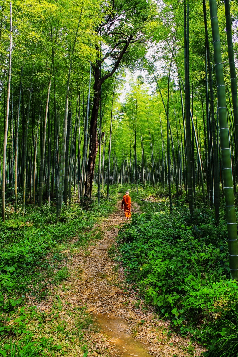 plant, bamboo forest, buddhist, woodland, vertebrate, animal, one animal, bhikkhu, outdoors, buddhism, hiking, growth, 4K, summer, land, landscape, canine