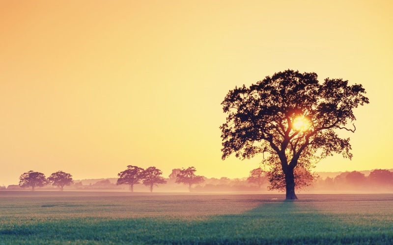 lens flare, tranquil Scene, dusk, backgrounds, forest, morning, clear sky, summer, silhouette, plant, scenics - nature, copy space, clouds, farm, yellow