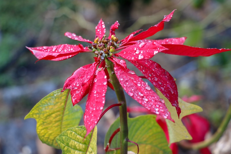 flowering plant, focus on foreground, growth, pollen, outdoors, rain, ghandruk, water, red, nature, fragility, wet, flower, nepal, vulnerability, plant