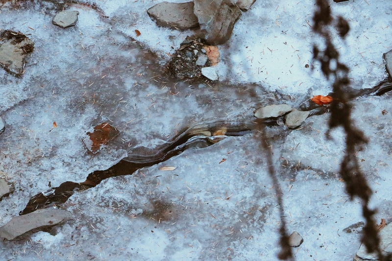 full frame, close-up, cold temperature, growth, weathered, no people, nepal, outdoors, tadapani, crack, nature, winter, high angle view, day, beauty in nature