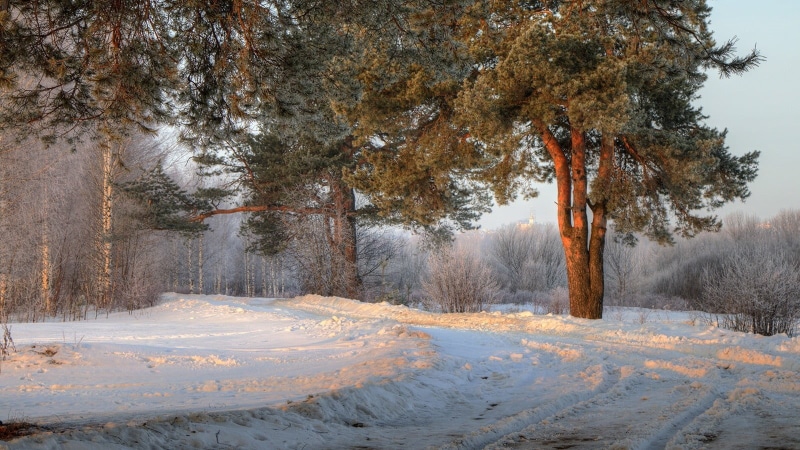 plant, tranquility, non-urban scene, Russia, house, no people, shrubs, morning, covering, photography, brown, trees, tree, frozen, white, winter, road