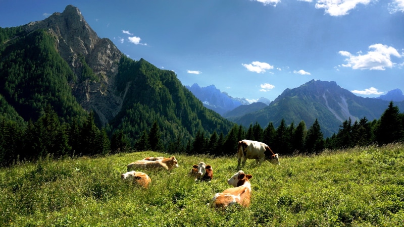 Carnia, cows, cattles, dairy cows, european Alps, FVG, Alps, Forni Avoltri, Alpi, Italy, summer, grass, Italia, mountain, Friuli Venezia Giulia, nature