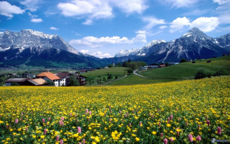 jaunes, prairie, en, france, fleurs, ete, montagnes, 2K