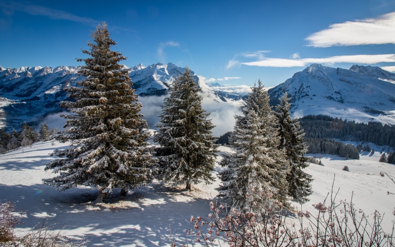 snow, outdoors, tree, mountain, forest, La Clusaz, snows, neige, 5K, landscape, montagne, scenics, four, Auvergne Rhône Alpes, pine tree, nature, pine