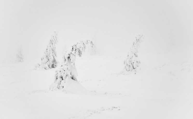 blanc, D810, Decembre, Winter, Summit, Snow, Vosges, Nature, Trees, Foggy, France, Landscape, Hautes Vosges, 85mm 1.8, blackandwhite, white, 2K, Seasons