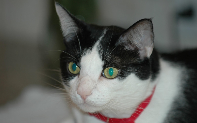 black, kamikaze, turquoise, american shorthair, closeup, precious, royal, wino, eyes, male, whineness, animals, 2K, black and white, white