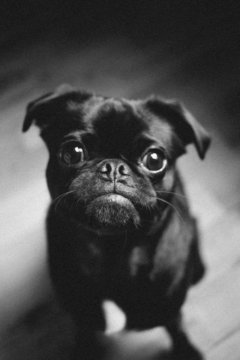 toshi, one Animal, pug, bokeh, 5K, no People, sad, shirt, cry, animal, whine, brown, canine, small, pets, neck, mammal, purebred Dog, white, wolf, friendship