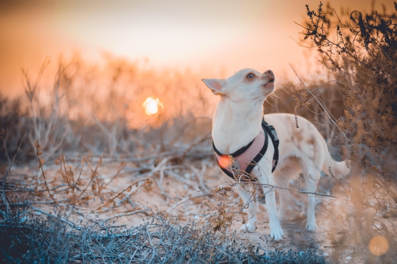 grass, the sun, dawn, vegetation, bokeh, 4K, nature, pose, collar, dog, whines, light, decorative, pink, white, blurred background, Chihuahua, look, twigs