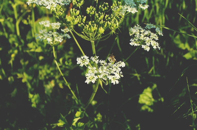 outdoors, green color, 4K, plant part, vulnerability, fragility, flower head, no people, close-up, beauty in nature, plant, flower, growth, leaf, hornet