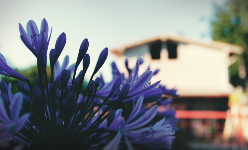 purple, day, springtime, petal, fragility, vulnerability, agriturismo la part di bortolo castellani, sky, growth, freshness, 5K, plant, flower head, flower