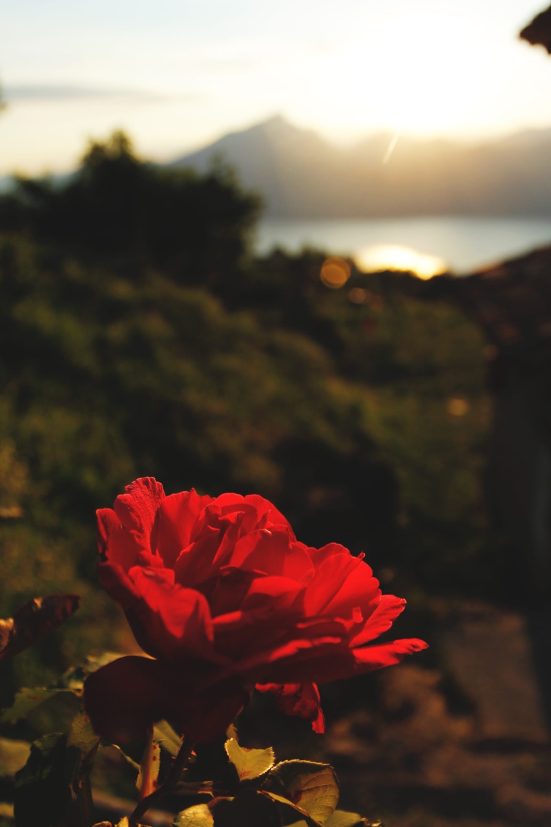 sky, flowering plant, growth, sunlight, sun, freshness, focus on foreground, beauty in nature, no people, passion, sunset, flower head, red passion, nature
