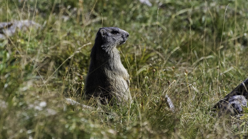 one animal, day, growth, fauna, italy, animal, animale, plant, nature, looking away, herbivorous, animal wildlife, vertebrate, outdoors, montagna, field