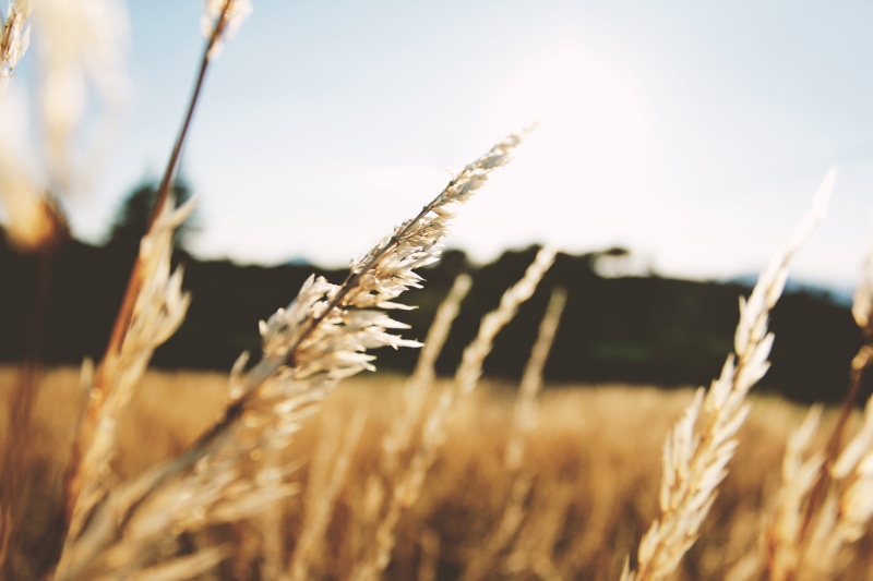 rural scene, light, close-up, outdoors, field, agriculture, tranquility, land, wheat, stalk, landscape, beauty in nature, crop, sunlight, sun, no people