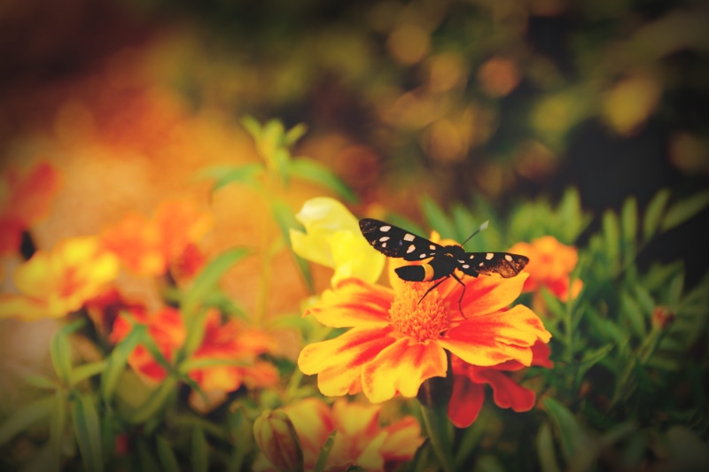 agriturismo la part di bortolo castellani, animal, pollination, yellow, italy, vulnerability, growth, 5K, butterfly - insect, outdoors, sun, flowers, petal