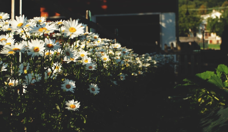 daisy, sun, 4K, building exterior, flower head, flowers, san zeno di montagna, italy, no people, light, plant, freshness, focus on foreground, flower