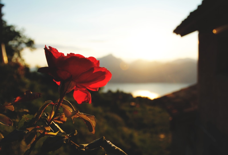 roses, petal, outdoors, fragility, rose, beauty in nature, freshness, love, flower head, vulnerability, red, sunlight, red passion, sunset and roses, growth