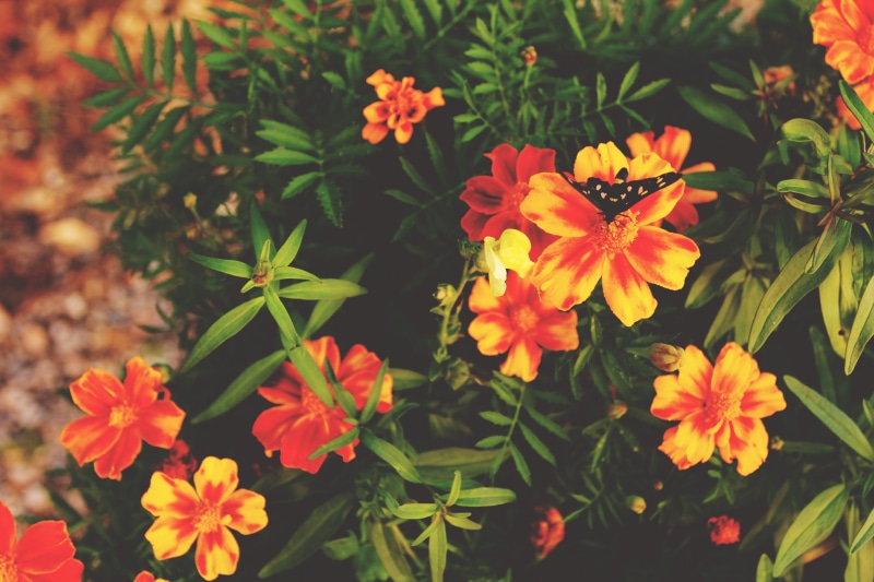 sun, close-up, inflorescence, day, agriturismo la part di bortolo castellani, orange flowers, outdoors, green color, vulnerability, italy, flower, fragility