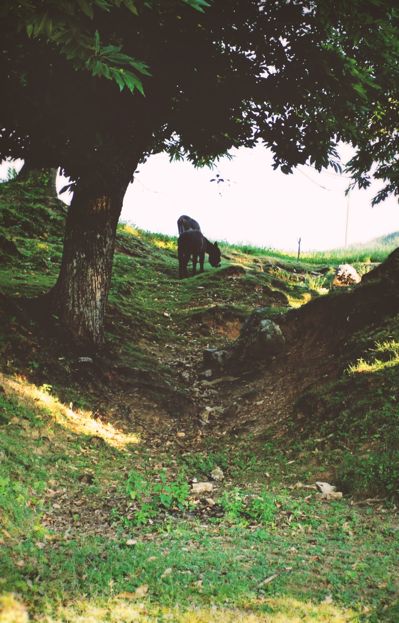 grass, mammal, san zeno di montagna, woods, growth, 4K, plant, landscape, domestic, green, canine, dog, field, herbivorous, animal, donkey, animal themes