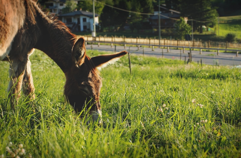 one animal, animal, 4K, mammal, grazing, green, nature, vertebrate, livestock, herbivorous, animal themes, outdoors, land, domestic, horse, green color