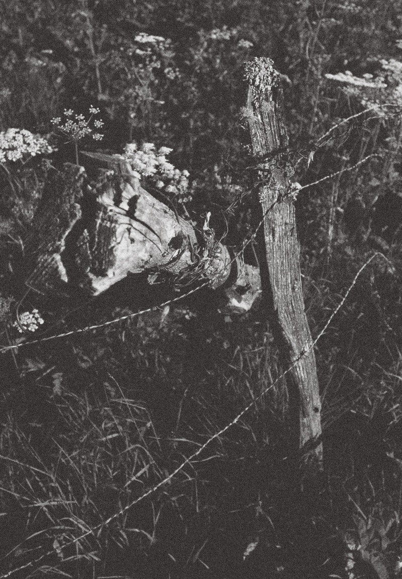 day, outdoors, san zeno di montagna, branch, growth, tree, black and white, land, dead plant, no people, nature, trunk, bark, plant, forest, wood - material