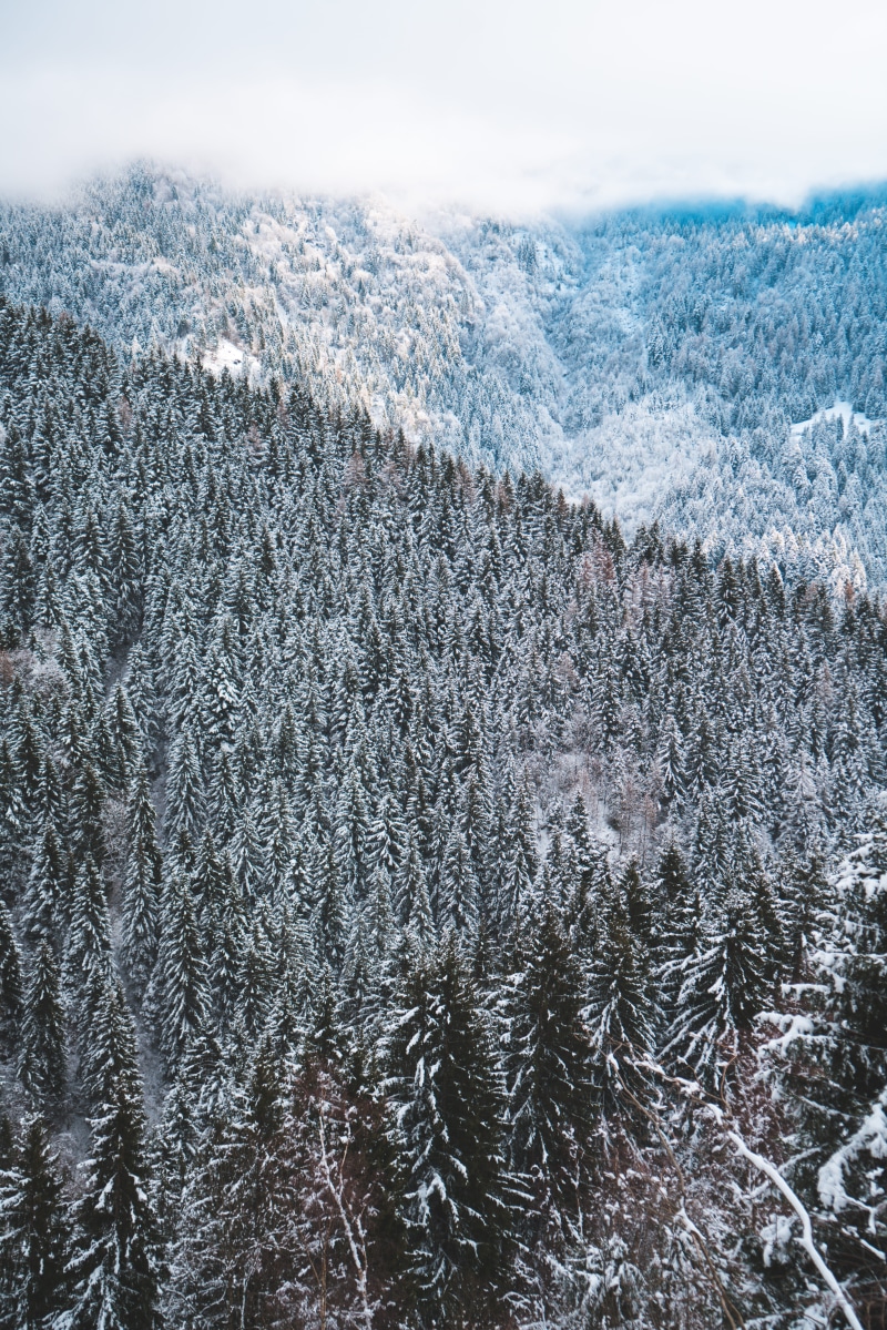 abies, tranquility, non-urban scene, alberi innevati, environment, conifer, snow, winter, fir, monte maniva, covered, rug, land, beauty in nature, tree