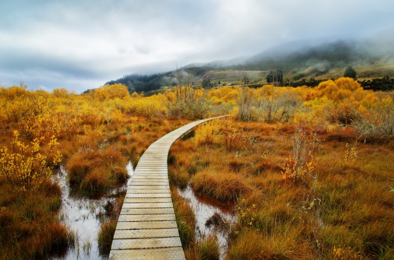 horizontal, stuck, Queenstown, 5K, brown, field, forest, australia, footpath, tutorial, landscape, New Zealand, color, hdr photography, autumn, mountain  path