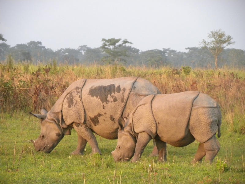 day, mammal, animals in the wild, outdoors, standing, profile view, herbivorous, field, full length, vertebrate, land, manas rhino, side view, india, rhinoceros