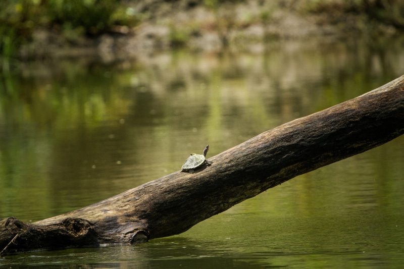 india, indian, turtle, water, lake, beauty in nature, no people, bird, tree, assam, animals in the wild, 2K, animal themes, waterfront, driftwood, one animal