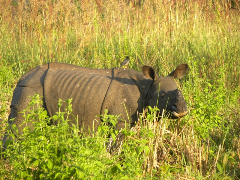 nature, tree, mammal, field, animal themes, Adult, no people, day, vertebrate, one animal, rhinoceros, 4K, green color, assam, manas national park, safari