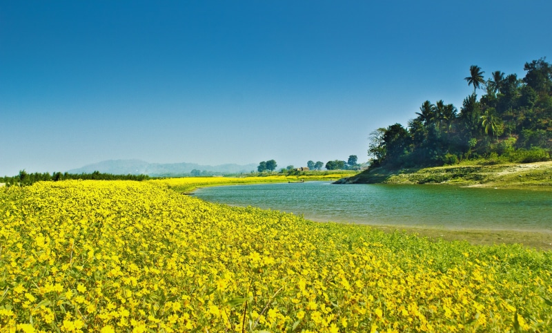 day, beside, tranquil scene, no people, abruzzo, india, countryside, sunflower, farmyard, outdoors, rural Scene, sunflower seed, lake, 2K, plant, oilseed Rape