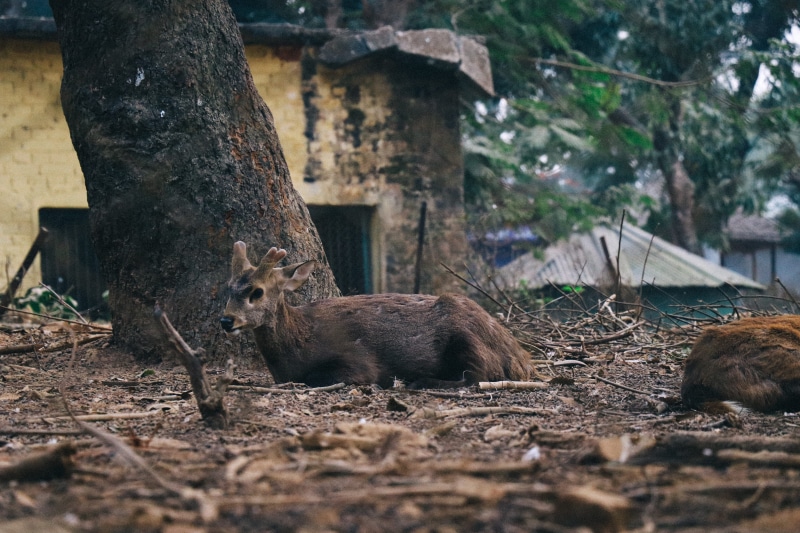 selective focus, outdoors, mammal, evening, zoo, two animals, calm, animal themes, nature, plant, land, tree trunk, wildlife, animal family, assam state zoo cum botanical garden