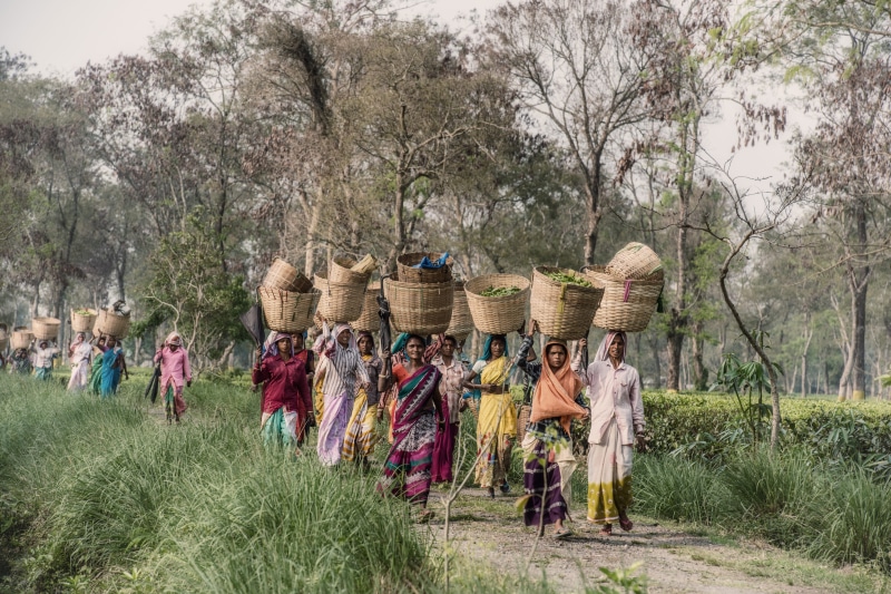 baskets, field, tribe, real people, leisure activities, dirt road, poster, lifestyles, growth, land, nature, human, collage, tree, hat, flora, women, india