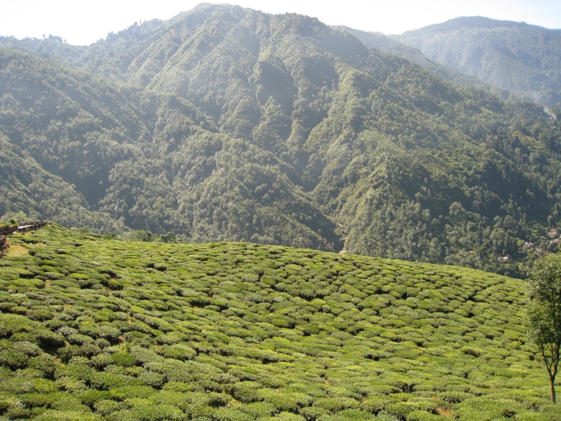 tea, mountain range, garden, foliage, landscape, land, nature, tranquility, assam, beauty in nature, environment, mountain, tea crop, green, crop, growth