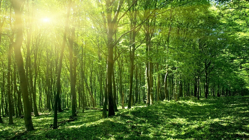 day, scenics - nature, beauty in nature, 1080P, environment, trunk, assam, nature, asia, vegetation, sunshine, tree trunk, tree, green color, bamboo - plant
